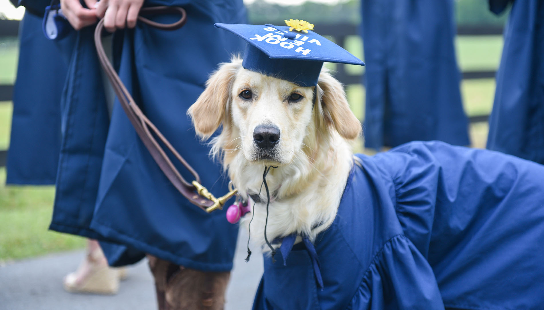 service dog wearing a graduation cap and gown