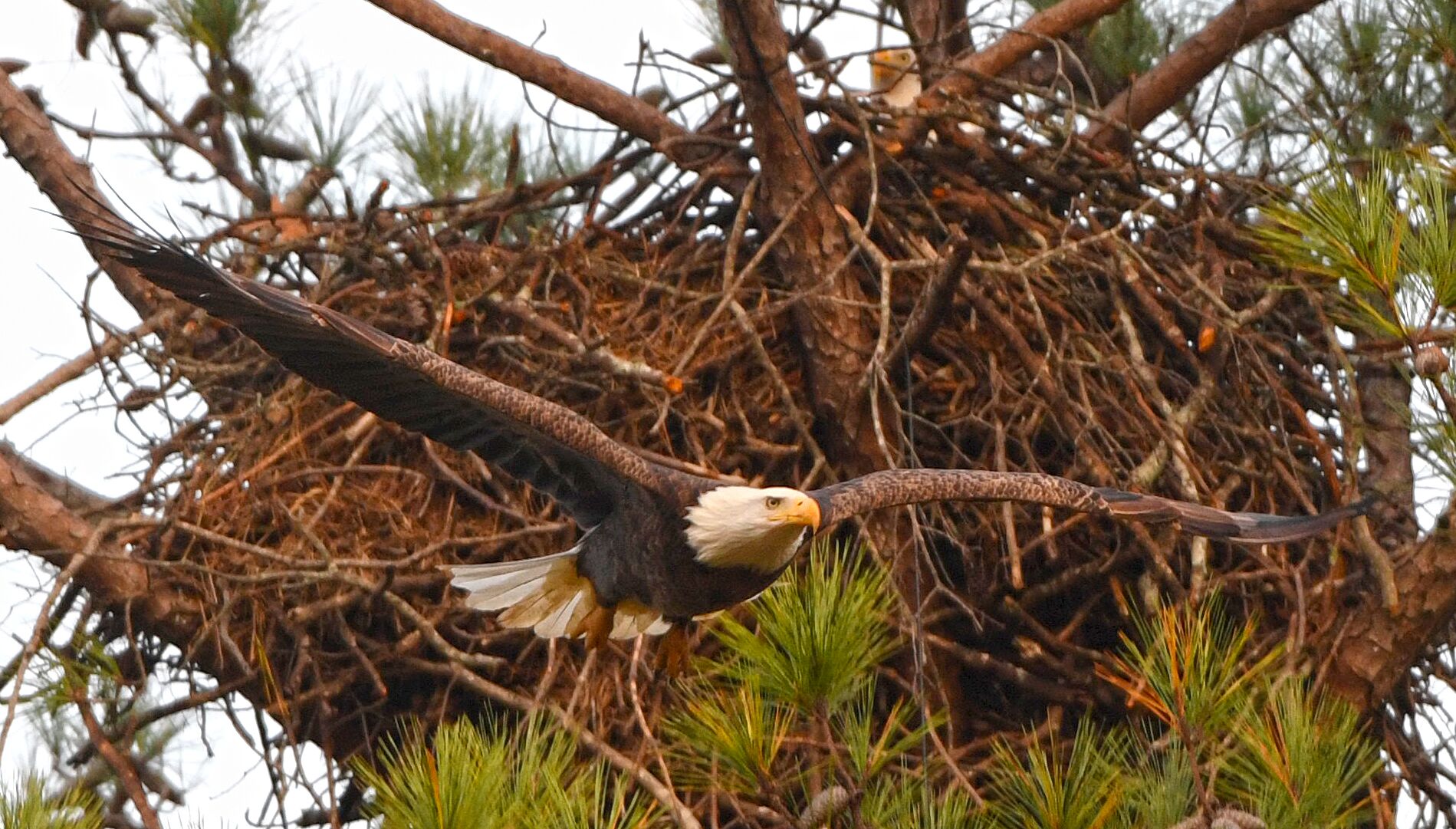             FOX 5: Berry College eagle lays first egg of the season     