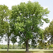 Tree-07.jpg