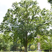 Tree-20.jpg