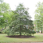 Tree-22.jpg