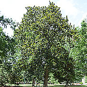 Tree-26.jpg